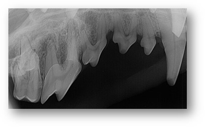 Dental radiology and radiographic interpretation