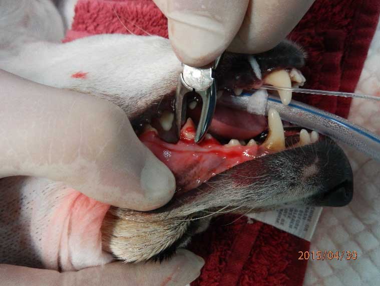Extractions – difficult, whole mouth extractions in cats