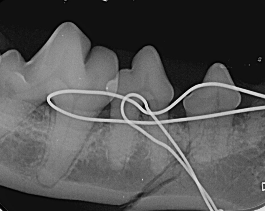Radiograph of jaw fracture repair in small breed dog